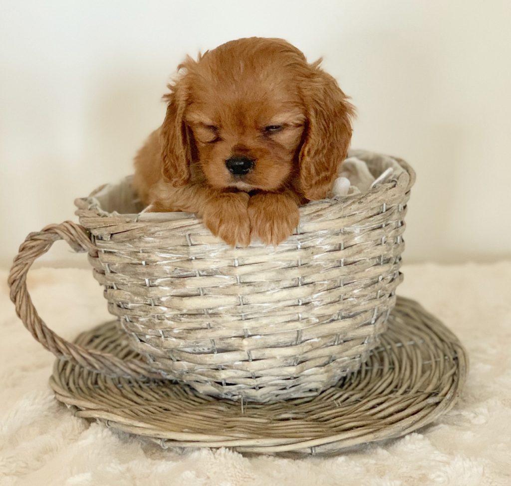Toilet Training Captivating Cavoodles