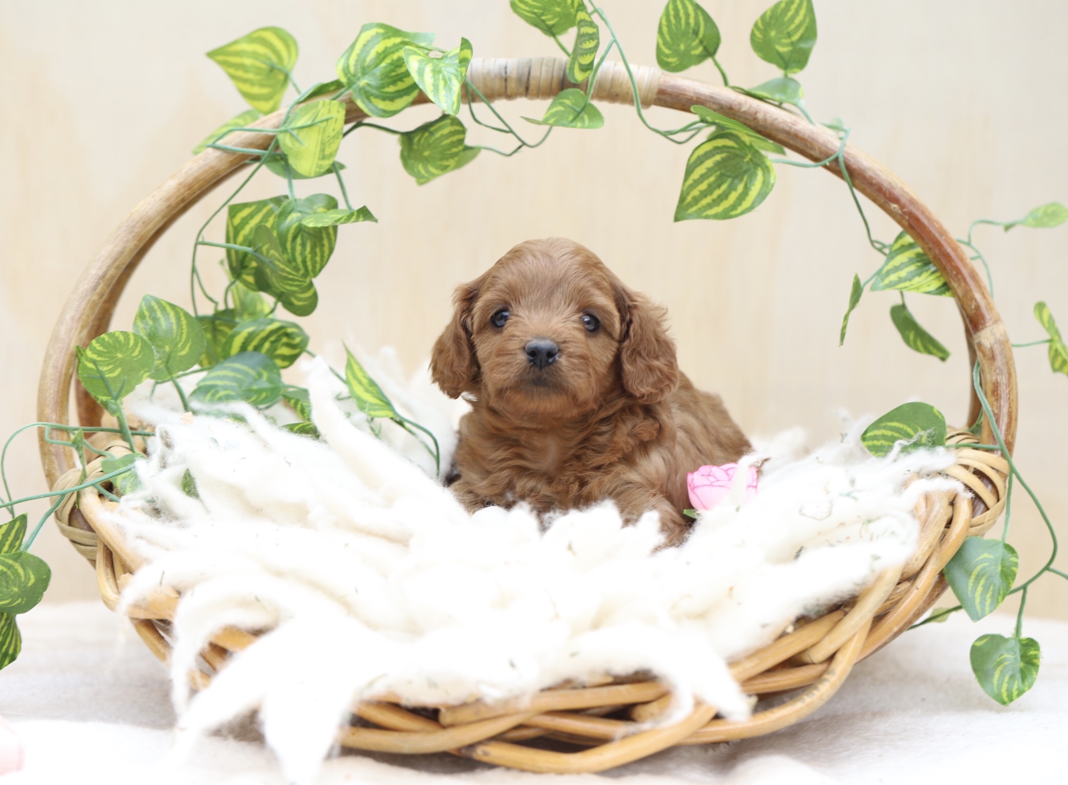 ethical breeder of cavoodles