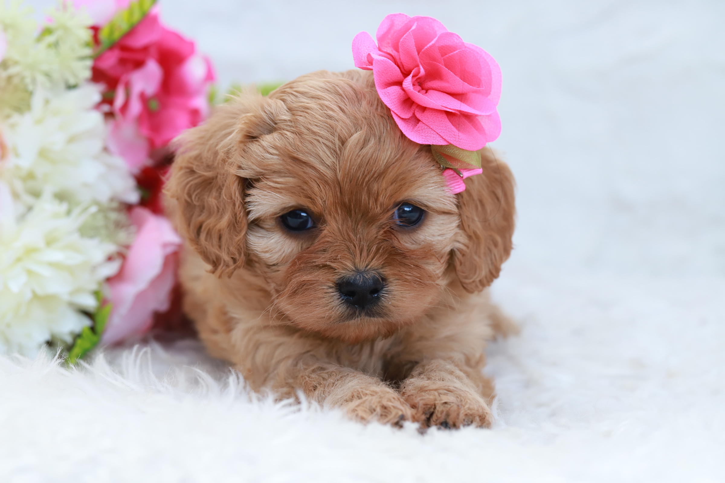 what are cavoodle puppies
