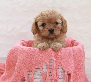 toy cavoodle breeders